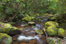 Stream on Kauaeranga Kauri Trail, Thames, Coromandel Peninsula