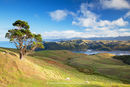 Landscape of Coromandel Peninsula, New Zealand