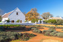 Babylonstoren Vineyard, Paarl, South Africa