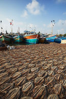 Dried fish, Negombo