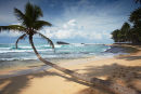 Palm tree on Thalpe beach