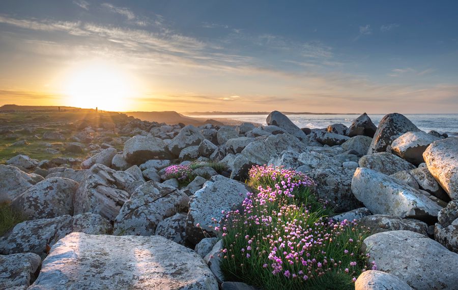 aa dunstanburgh rocks-flowers