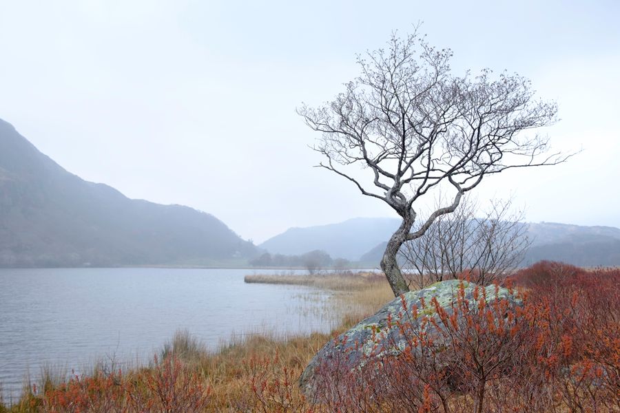 aa lone tree lynn dinas