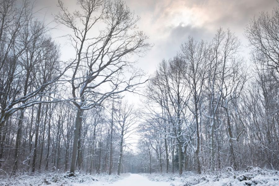aa snow trees