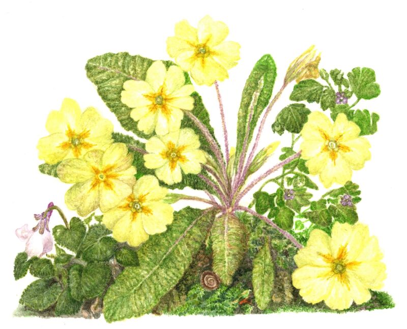 Primrose, Viola, Veronica