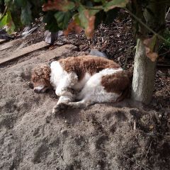 downloaded from phone 190203 1184