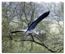 Heron at Harewood