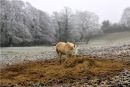 Horse and Hoar Frost