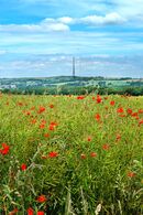emley poppies