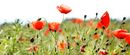 POPPIES