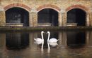 swans