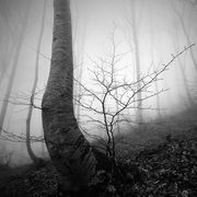 Deep in the forest #13