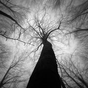 Deep in the forest #14