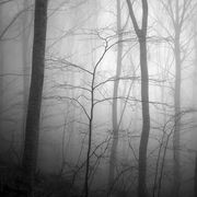 Deep in the forest #15