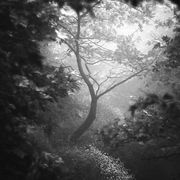 Deep in the forest #17