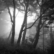 Deep in the forest #18