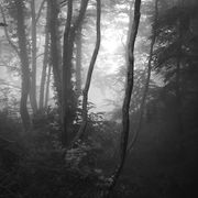 Deep in the forest #19