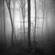 Light in the forest