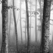 Deep in the forest #2