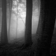Deep in the forest #9