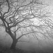Deep in the forest #16