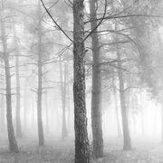 White silence