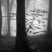 New life #2