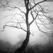 Deep in the forest #20