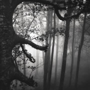 Deep in the forest VIII