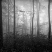 Deep in the forest #7