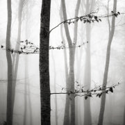 Light in the forest #6