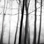 Light in the forest #5