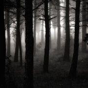 The gathering #2