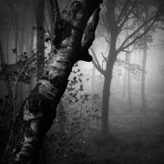 Deep in the forest #3