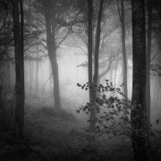 Light in the forest #16