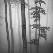 Deep in the forest #4