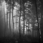 Light in the forest #17