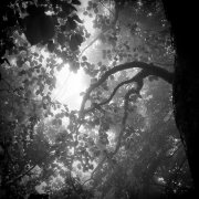 Deep in the forest #5