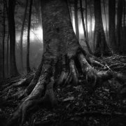Rooted