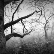 Deep in the forest #12