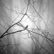 Alone #8
