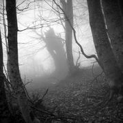 Deep in the forest #21