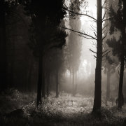 Light in the forest #13