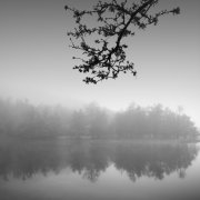 Foggy morning #4