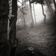 Into the forest #2