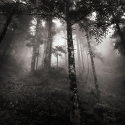Into the forest #3