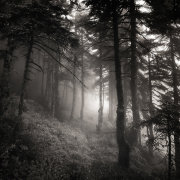 Into the forest
