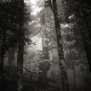 Into the forest #4