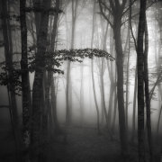 Light in the forest #15