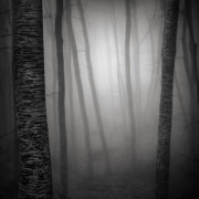 Light in the forest